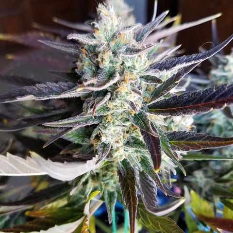 Loco Mota growlog photo: Harvest day