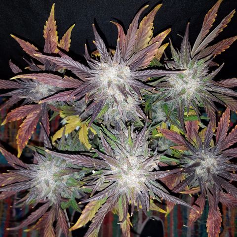 Loco Mota growlog photo: Harvest day