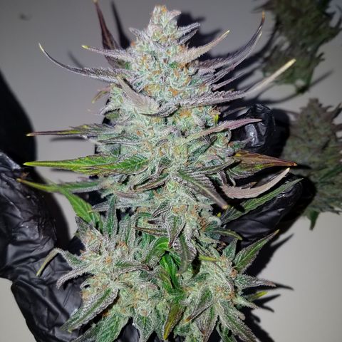 Loco Mota growlog photo: Harvest day