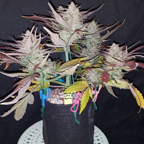 Loco Mota growlog photo: Harvest day