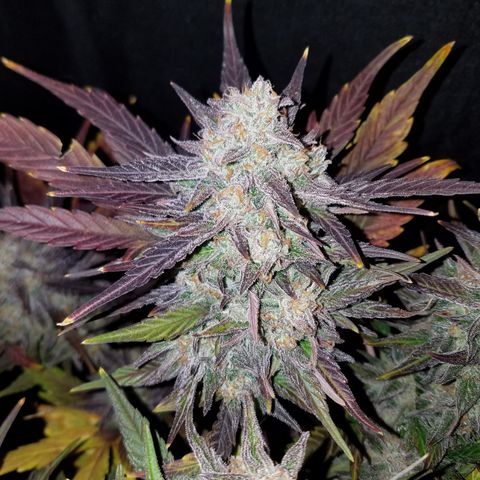 Loco Mota growlog photo: Harvest day