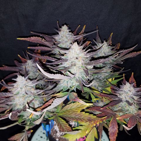 Loco Mota growlog photo: Harvest day