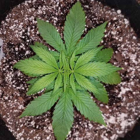 Super Skunk Kush #2 growlog timeline photo
