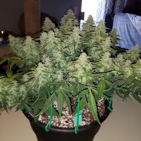 Green Crack  growlog timeline photo