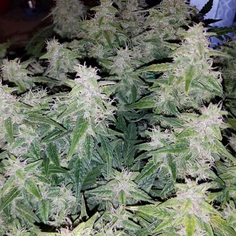 Green Crack  growlog timeline photo