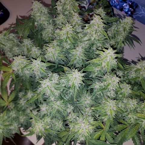 Green Crack  growlog timeline photo