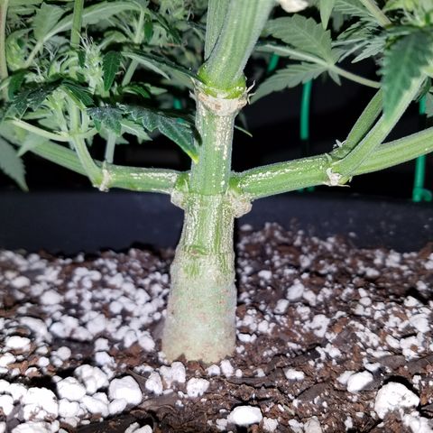 Green Crack  growlog timeline photo