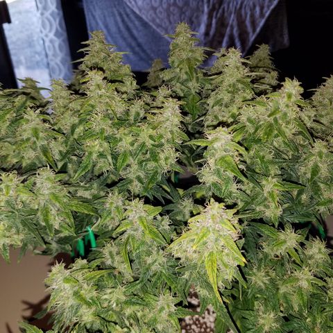 Green Crack  growlog timeline photo