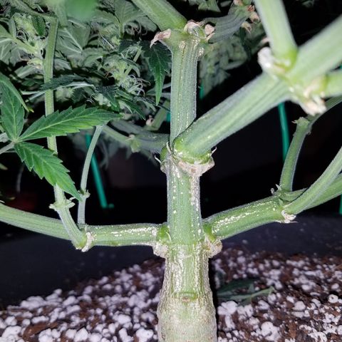 Green Crack  growlog timeline photo