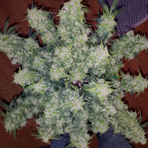 Green Crack  growlog timeline photo