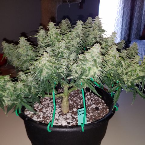 Green Crack  growlog timeline photo