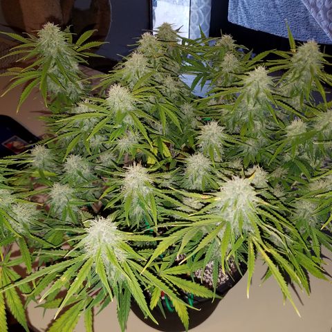 Strawberry Sprinkles growlog timeline photo