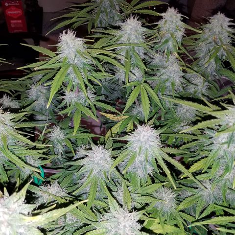 Strawberry Sprinkles growlog timeline photo