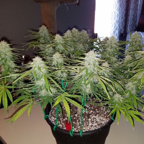 Strawberry Sprinkles growlog timeline photo