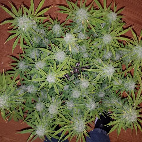 Strawberry Sprinkles growlog timeline photo