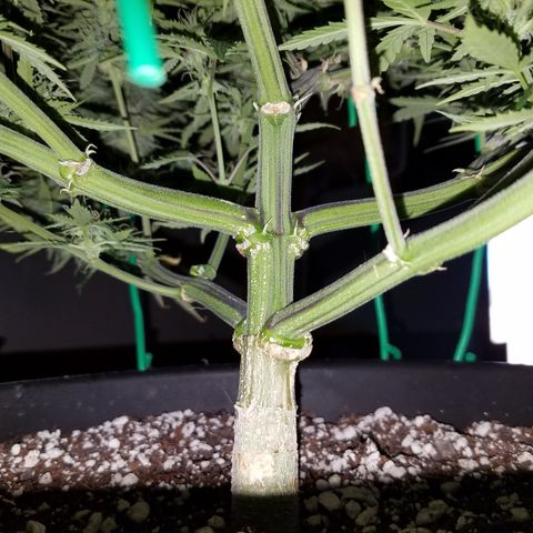 Strawberry Sprinkles growlog timeline photo