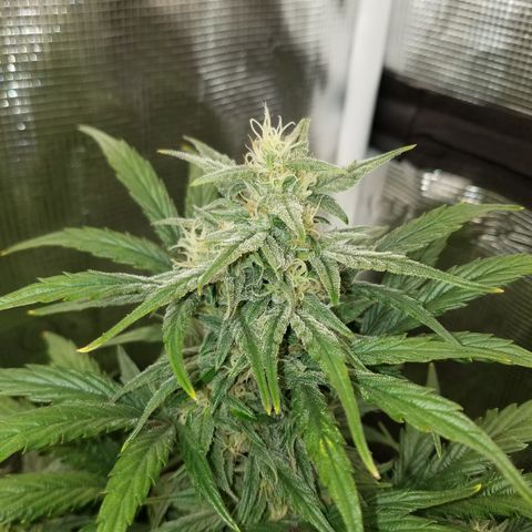 Test #58 growlog timeline photo
