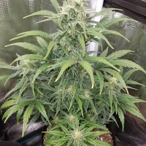 Test #58 growlog timeline photo