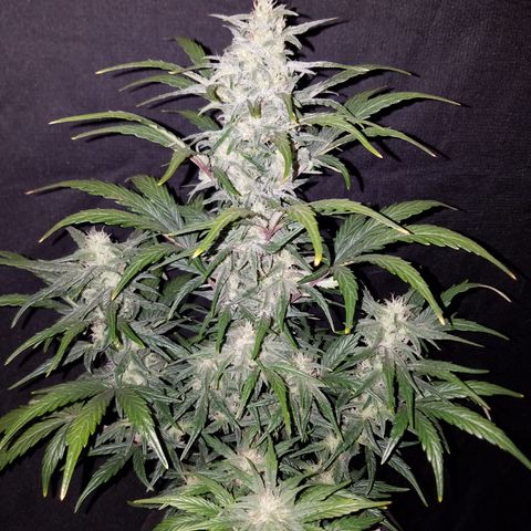 Test #58 growlog timeline photo