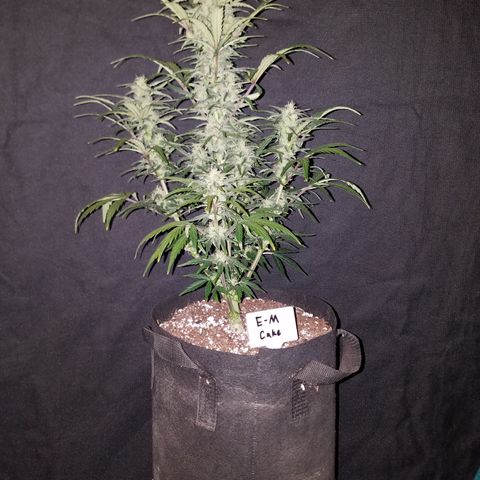 Test #58 growlog timeline photo
