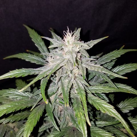 Test #58 growlog timeline photo