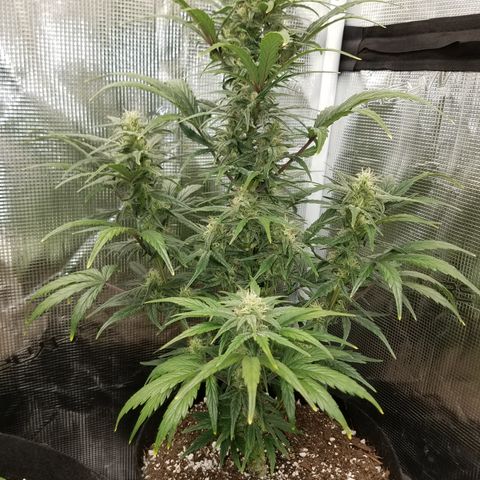 Test #58 growlog timeline photo
