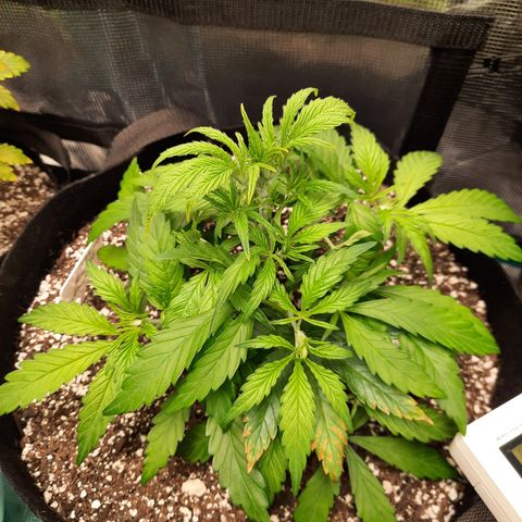 Super Skunk Kush #2 growlog timeline photo