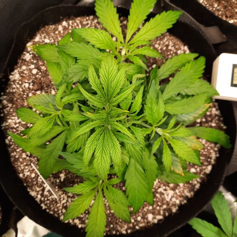 Super Skunk Kush #2 growlog timeline photo