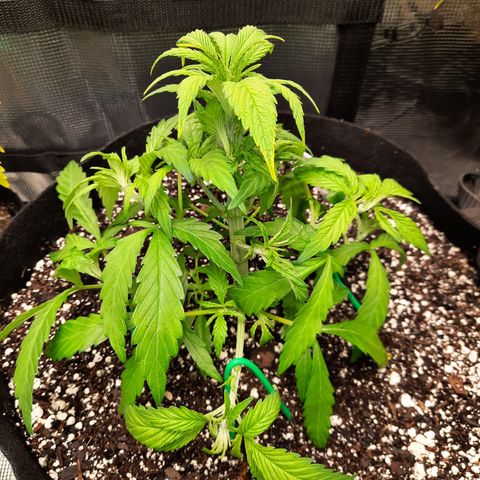 Super Skunk Kush #2 growlog timeline photo