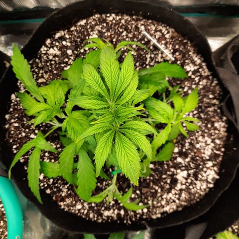 Super Skunk Kush #2 growlog timeline photo