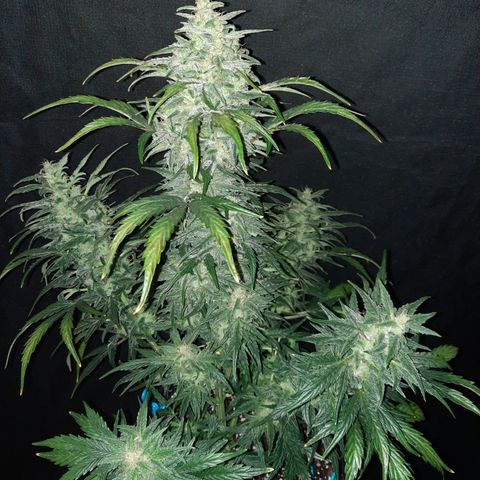 Test #58 growlog timeline photo