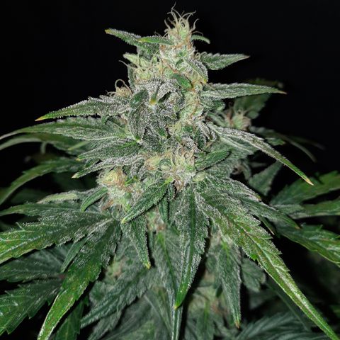 Test #58 growlog timeline photo