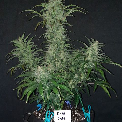 Test #58 growlog timeline photo