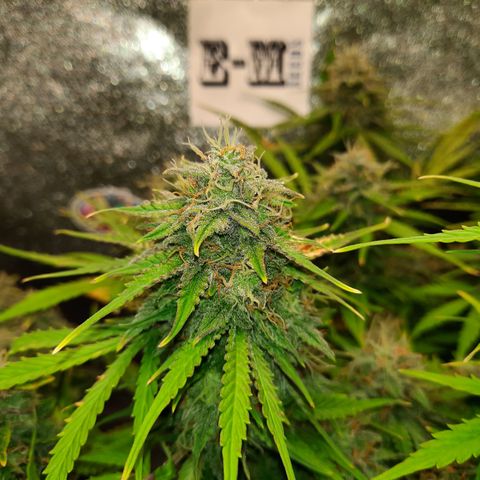 Strawberry Sprinkles growlog timeline photo