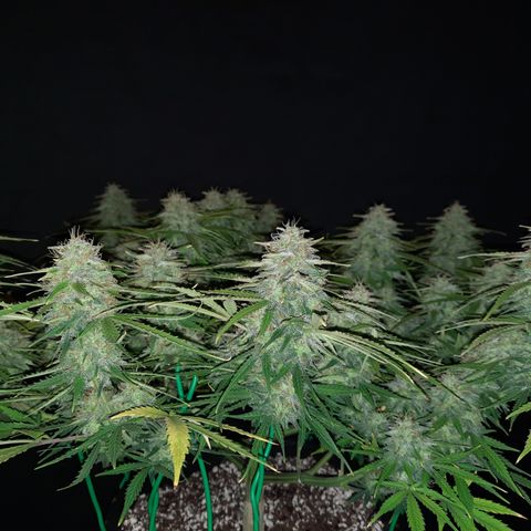 Strawberry Sprinkles growlog timeline photo