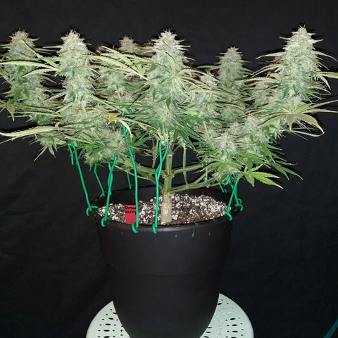 Strawberry Sprinkles growlog timeline photo
