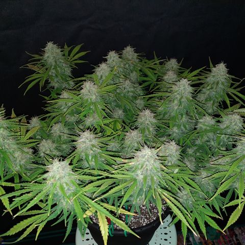 Strawberry Sprinkles growlog timeline photo