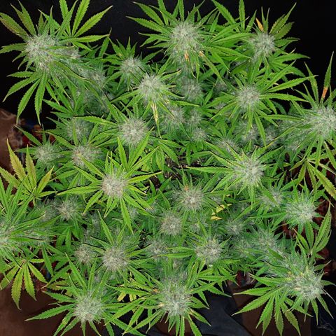 Strawberry Sprinkles growlog timeline photo