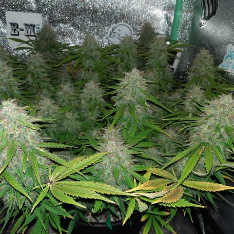 Strawberry Sprinkles growlog timeline photo