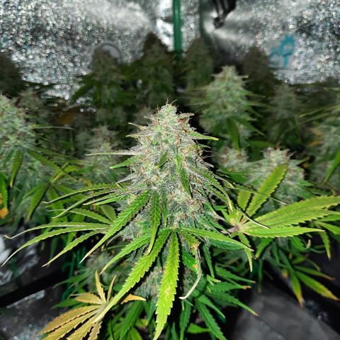 Strawberry Sprinkles growlog timeline photo
