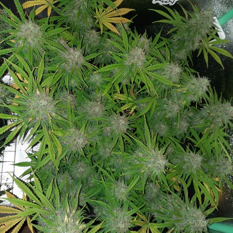 Strawberry Sprinkles growlog timeline photo