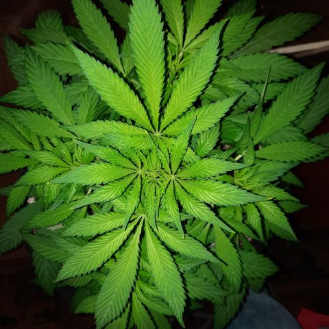 Super Skunk Kush #2 growlog timeline photo