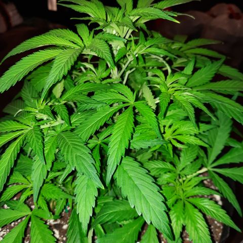 Super Skunk Kush #2 growlog timeline photo