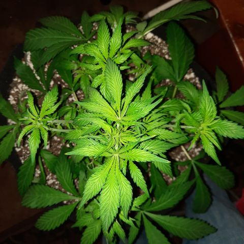 Super Skunk Kush #2 growlog timeline photo
