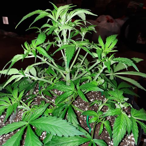 Super Skunk Kush #2 growlog timeline photo