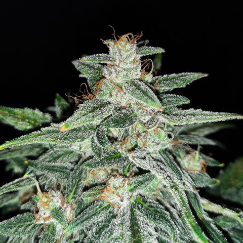 Test #58 growlog timeline photo