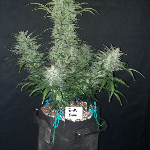 Test #58 growlog timeline photo