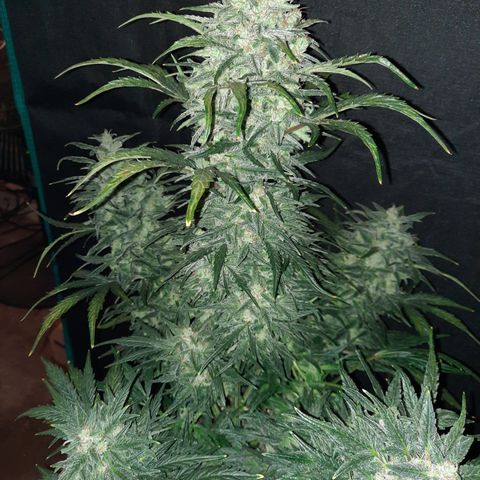 Test #58 growlog timeline photo