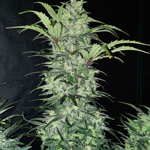 Test #58 growlog timeline photo