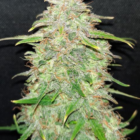 Strawberry Sprinkles growlog timeline photo